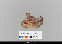 藏品(中國湖北皮影戲盔帽)的圖片